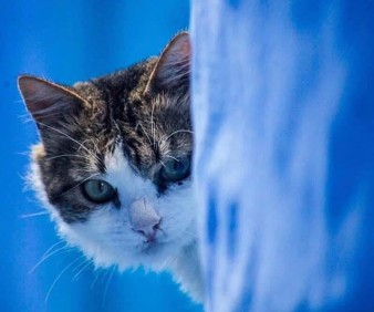 the cat of Chefchaouen, the beauty of nature