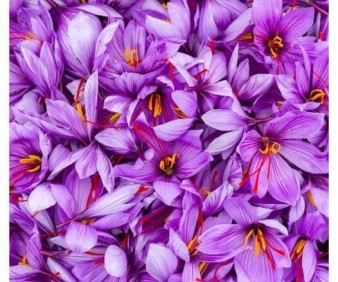 Moroccan Zafran harvest in Taleouine